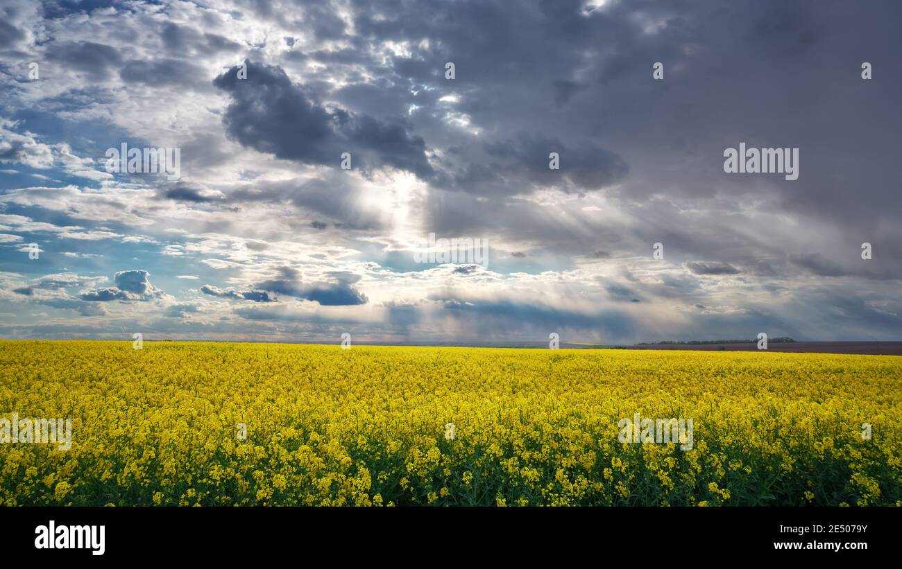 Yellow field of flowering rape and blue sky with clouds. Natural landscape background Stock Photo