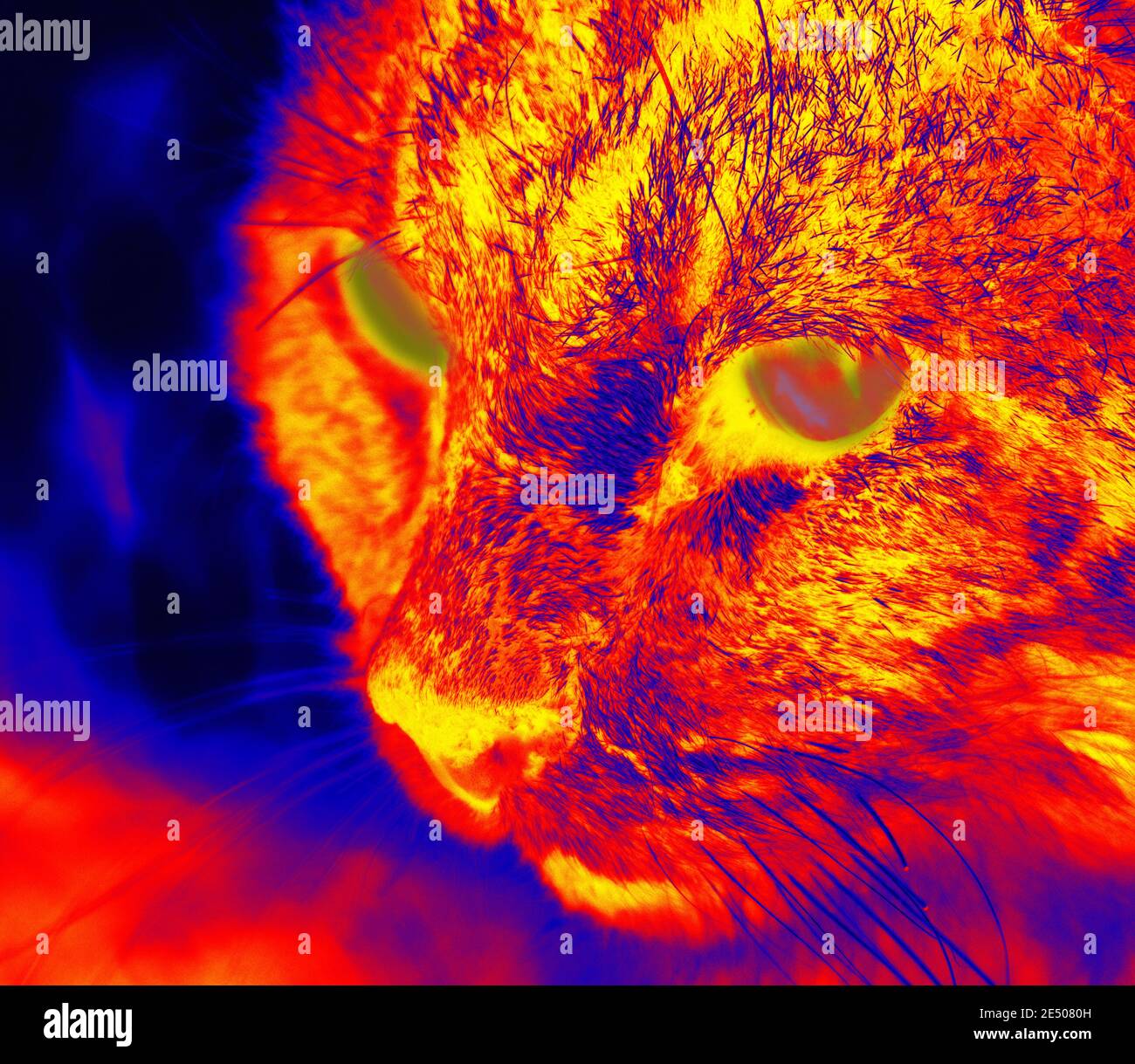 Cat sits on pavement in scientific high-tech thermal imager on night background Stock Photo
