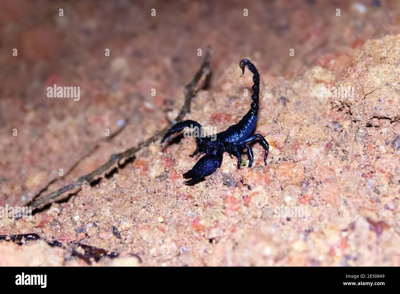 Asian forest scorpion (Heterometrus spinifer) blue-black (metallic blue) giant 10 cm scorpion hunts giant cockroaches Periplaneta at night. Sri Lanka, Stock Photo
