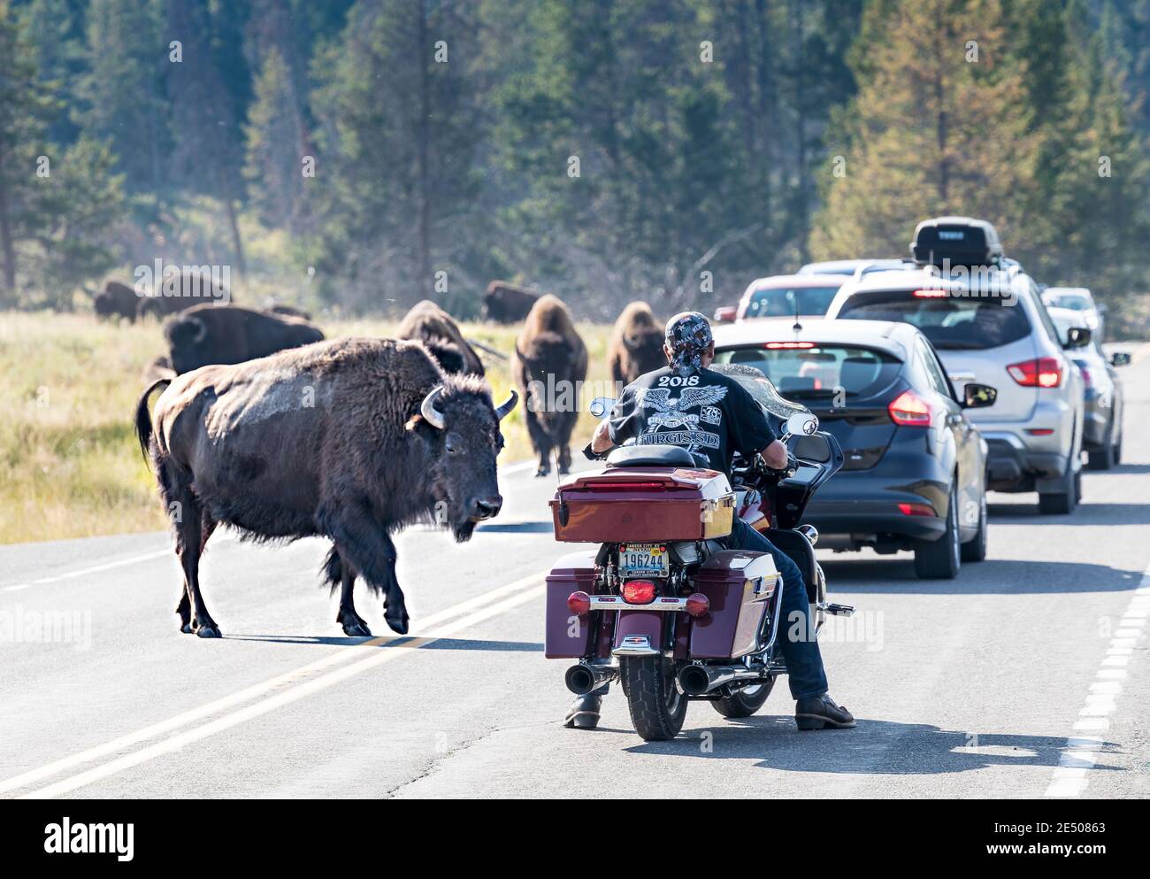 Traffic hold up and delay from bison on road, Hayden Valley, Yellowstone National Park, USA Stock Photo