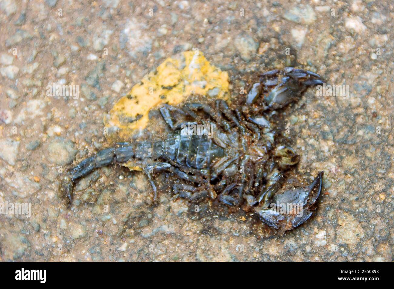 A Scorpion is crushed by a car on the road - Now not dangerous! (anthropocentrism). Constant death of animals under the wheels of cars Stock Photo