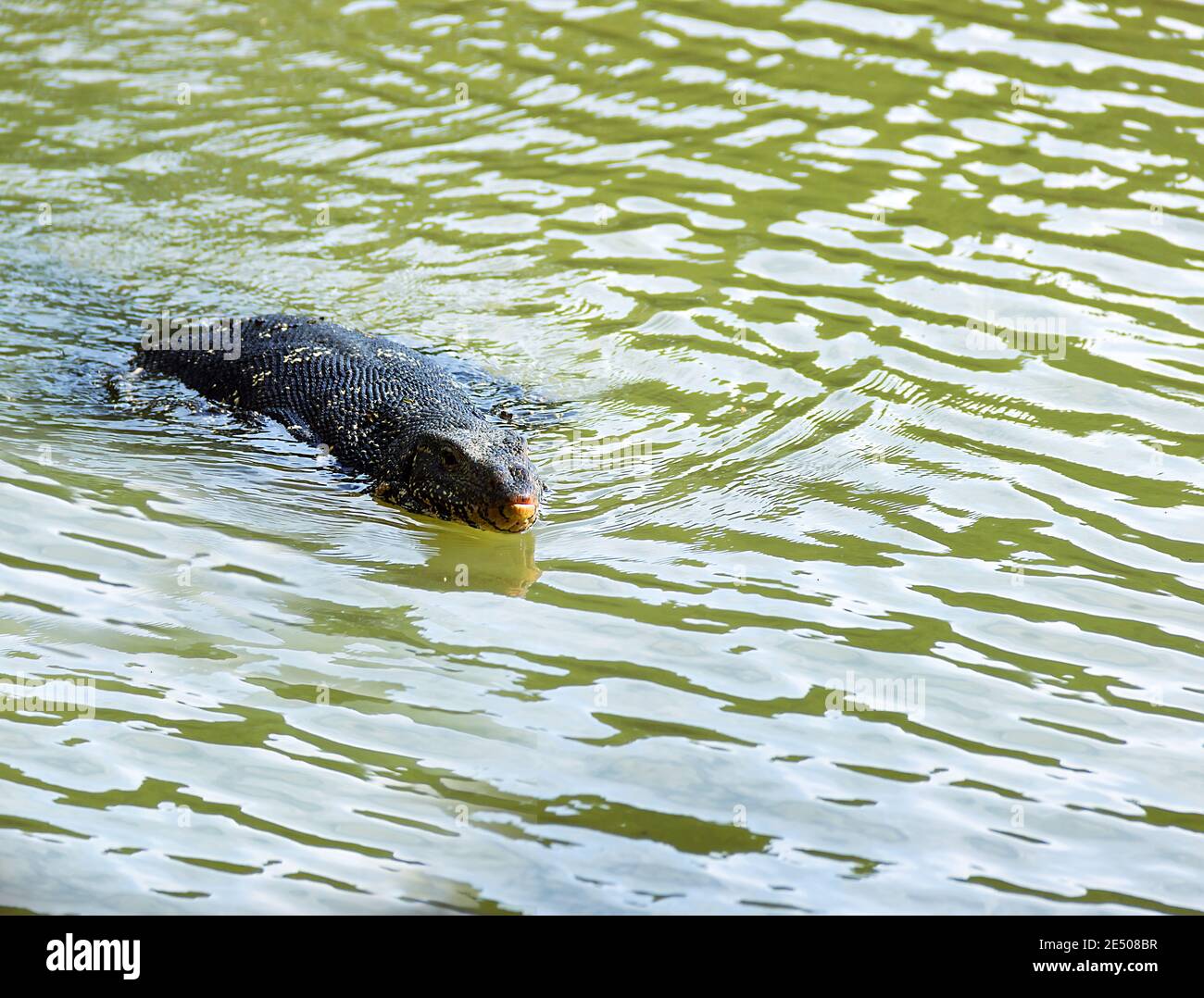 Monitor or Water Lizard floating in the lake. Large lizards in Sri