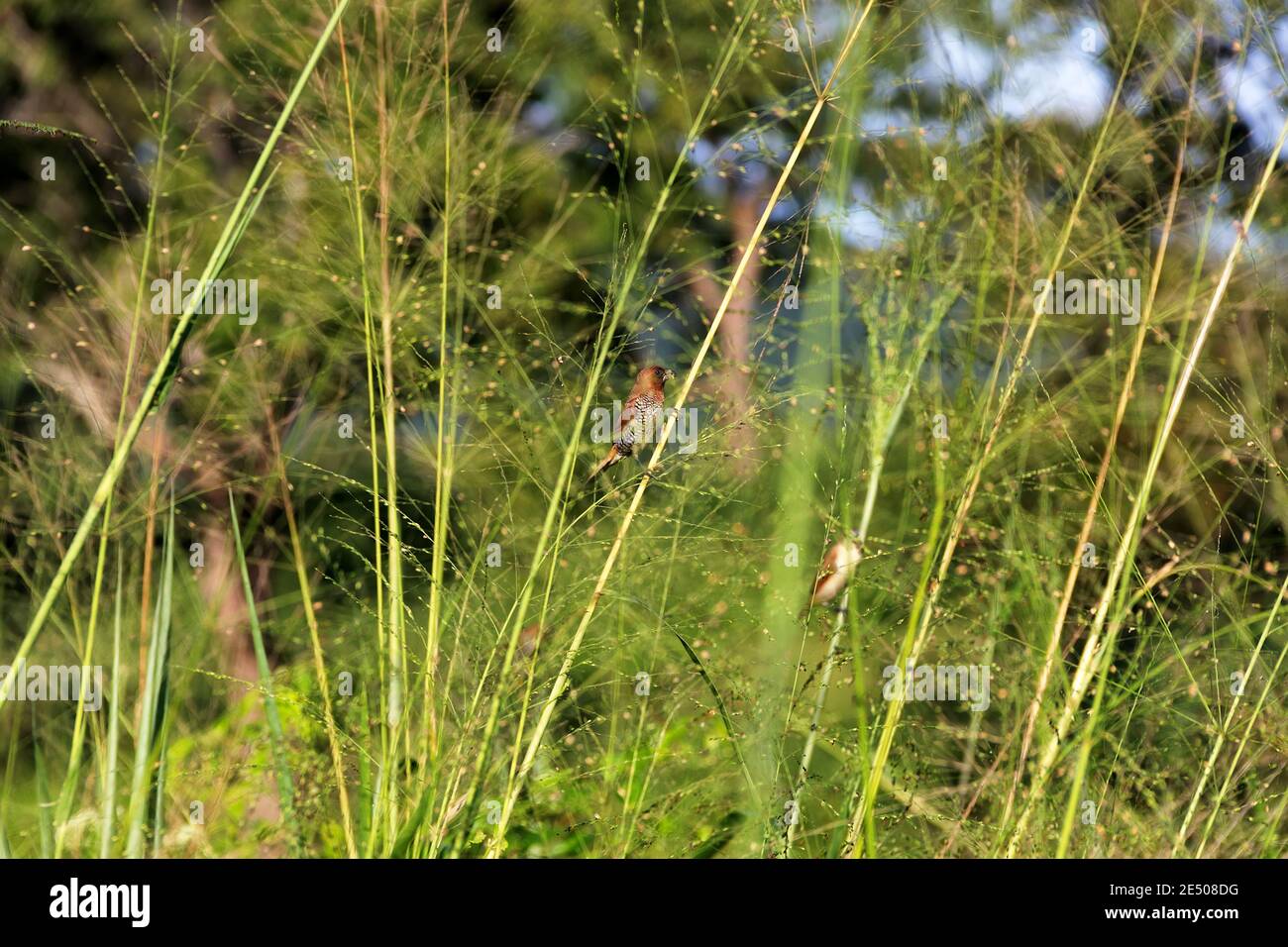 Weeds turn yellow in winter bristles (Setaria) and others weed plants
