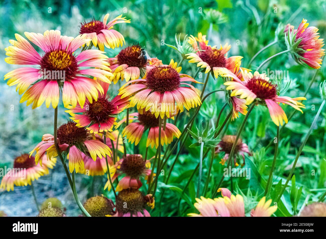Wildflowers for dry soil hires stock photography and images Alamy