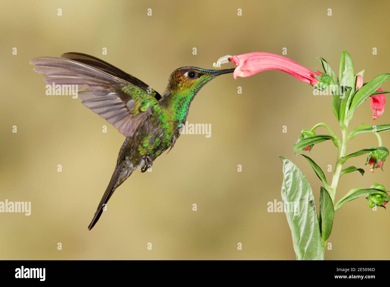 Violet-fronted Brilliant male, Heliodoxis leadbeateri, feeding at flower. Stock Photo