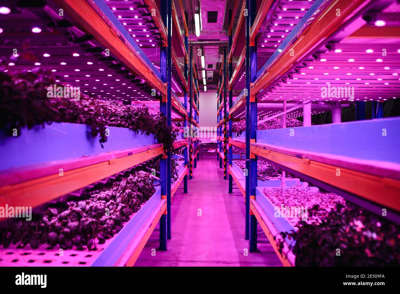 Aquaponic farm, sustainable business and artificial lighting. Stock Photo