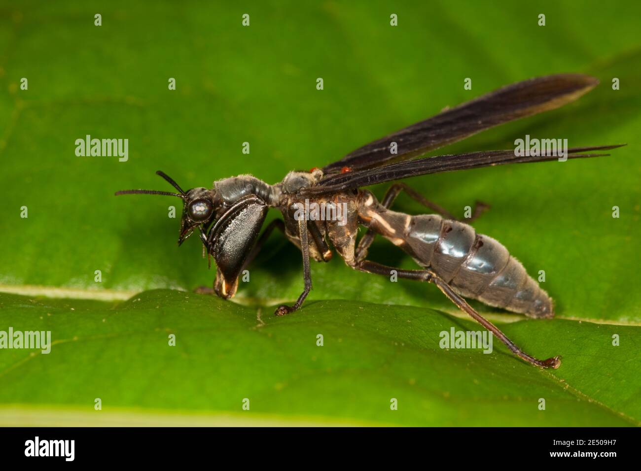 Wasp-mimic Mantisfly, Mantispidae. Stock Photo