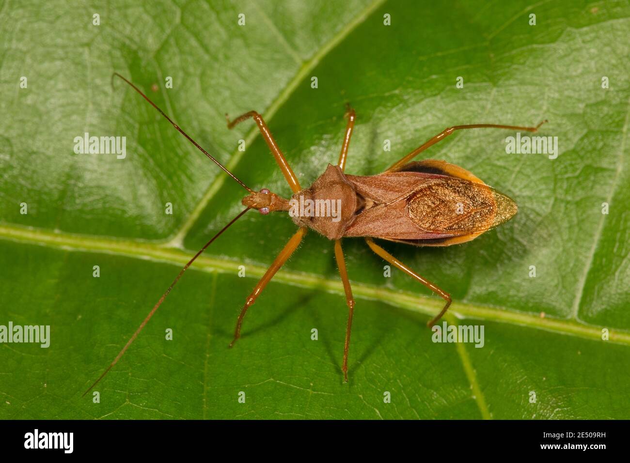 Unidentified Assassin Bug, Reduviidae. Stock Photo