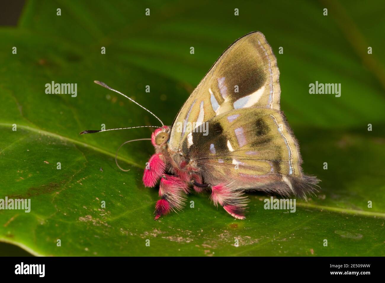 Regal Anteros Metalmark Butterfly, Anteros renaldus, Riodinidae. Stock Photo