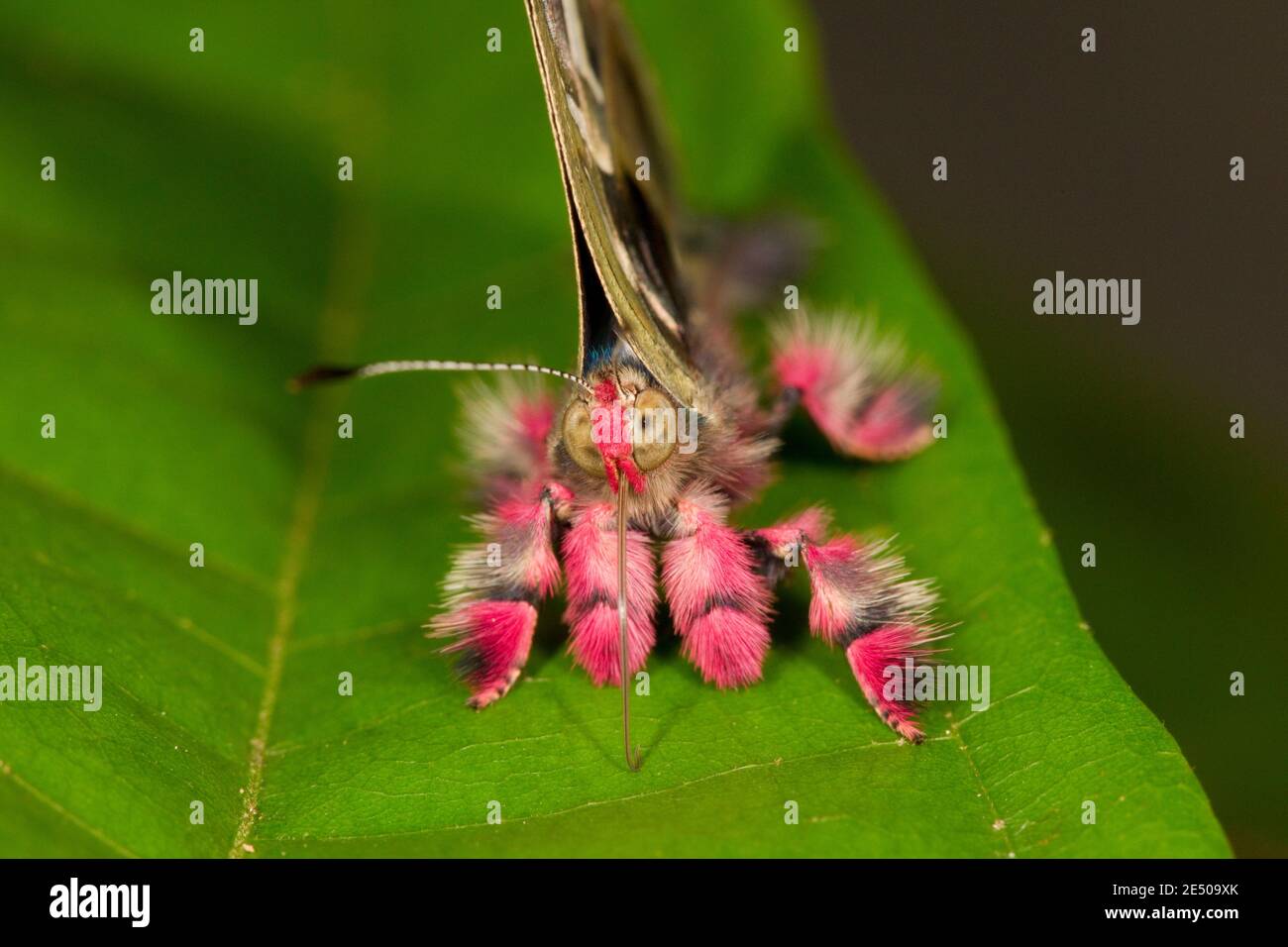 Regal Anteros Metalmark Butterfly, Anteros renaldus, Riodinidae. Stock Photo