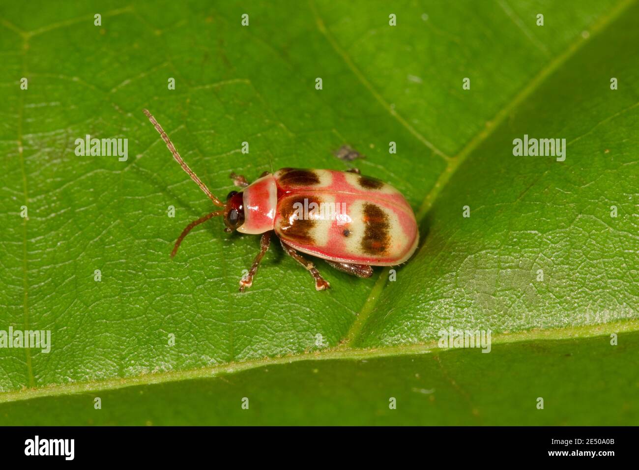 Unidentified Flea Beetle, Chrysomelidae. Stock Photo