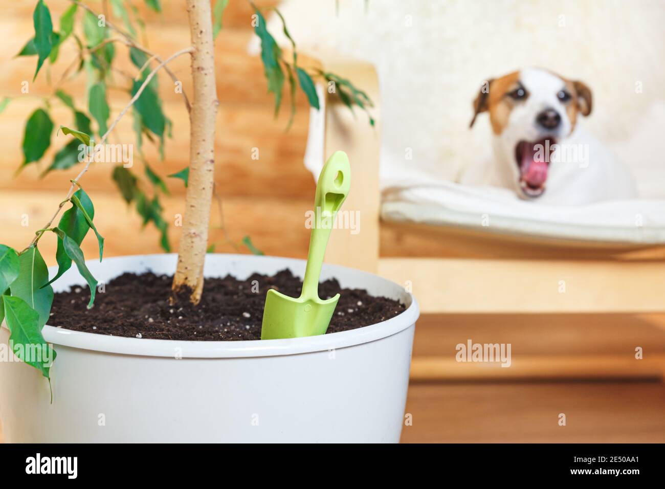 Houseplant care concept. Cozy eco-friendly wooden house with a garden and pets. Stock Photo