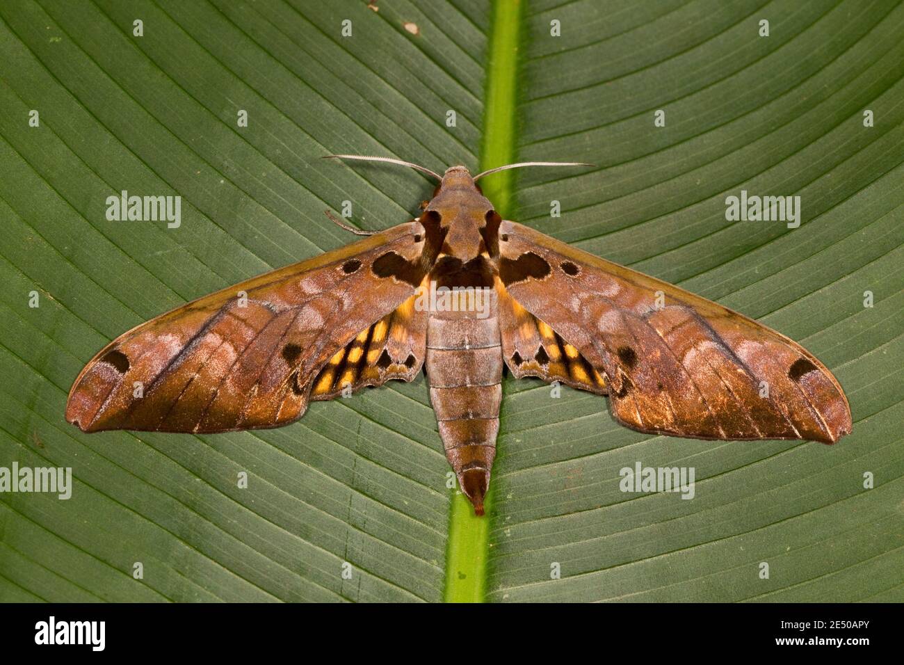 Sphinx Moth, Adhemarius tigrina, Sphingidae. Forewing Length 56 mm. Stock Photo