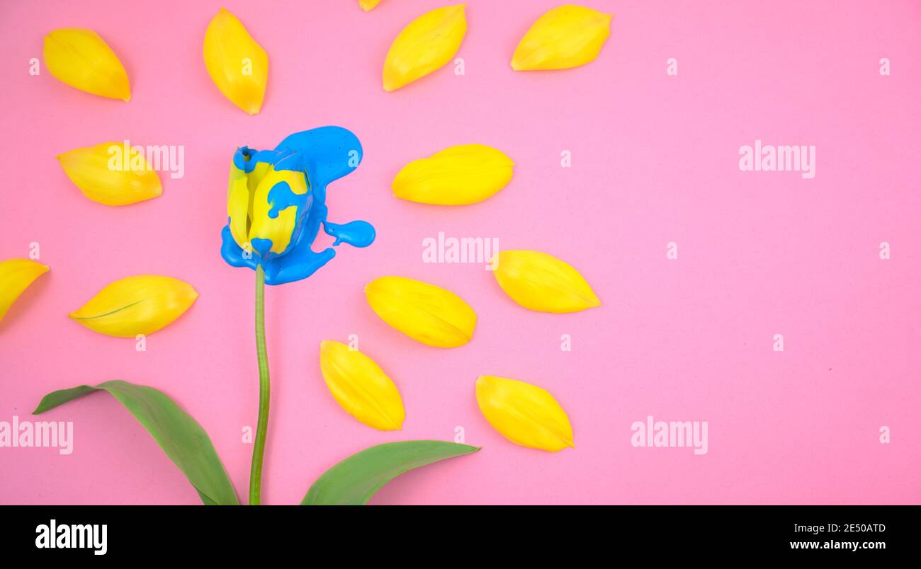 Acrylic dripping on yellow tulip flower flat lay on clear pink background. Vivid colorful candy ink medium color blue on floral. Stock Photo