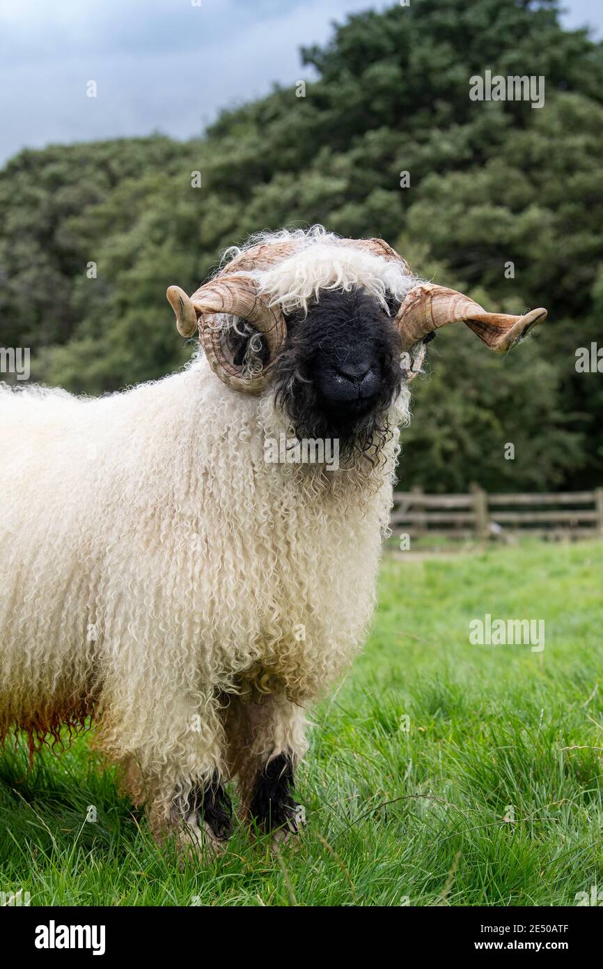 Valais Blacknose ram, a mountain breed from Switzerland imported into the UK. Stock Photo