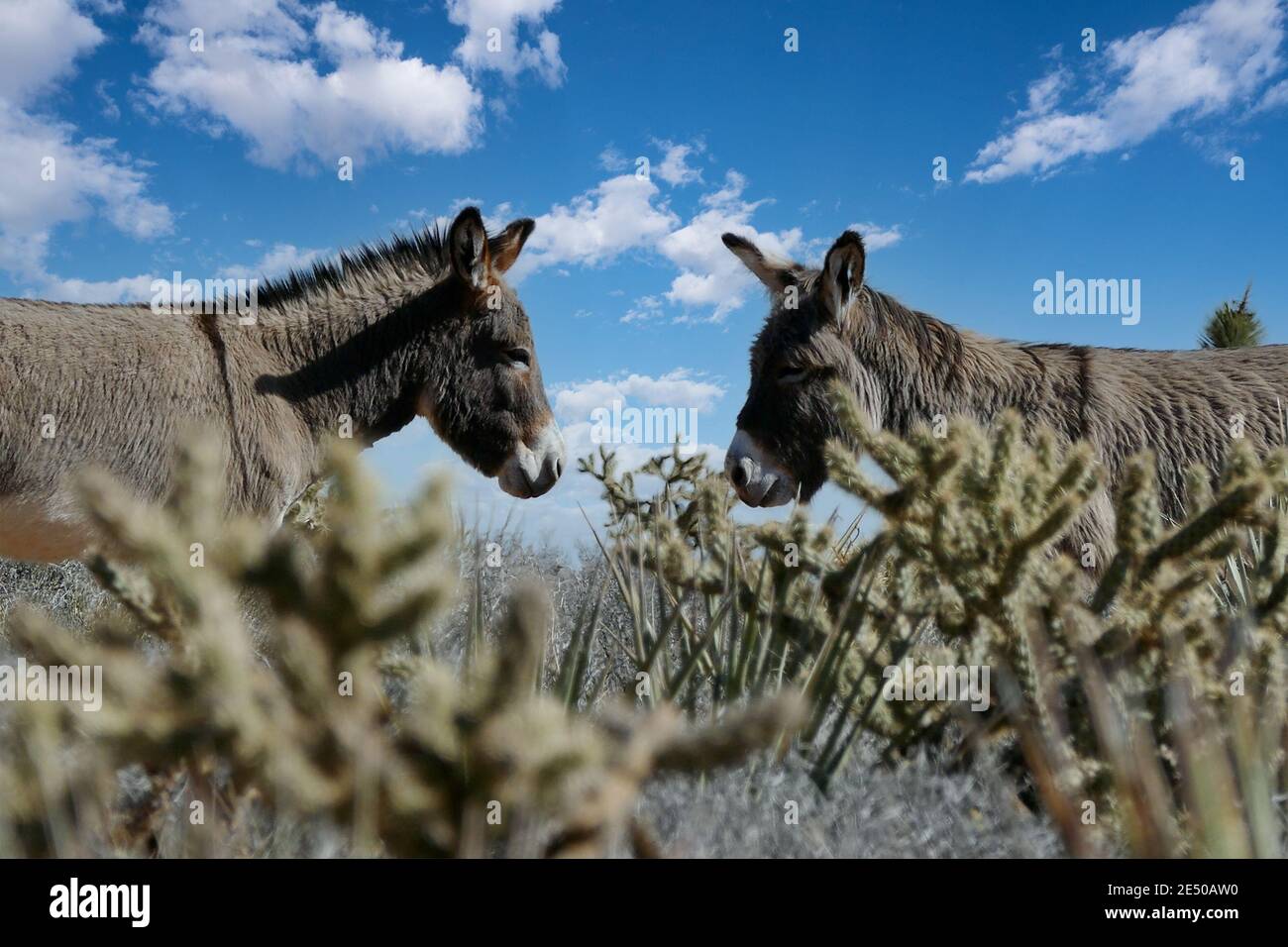 Wild Burros at Red Rock Canyon National Conservation Area outside of Las Vegas Nevada. Stock Photo