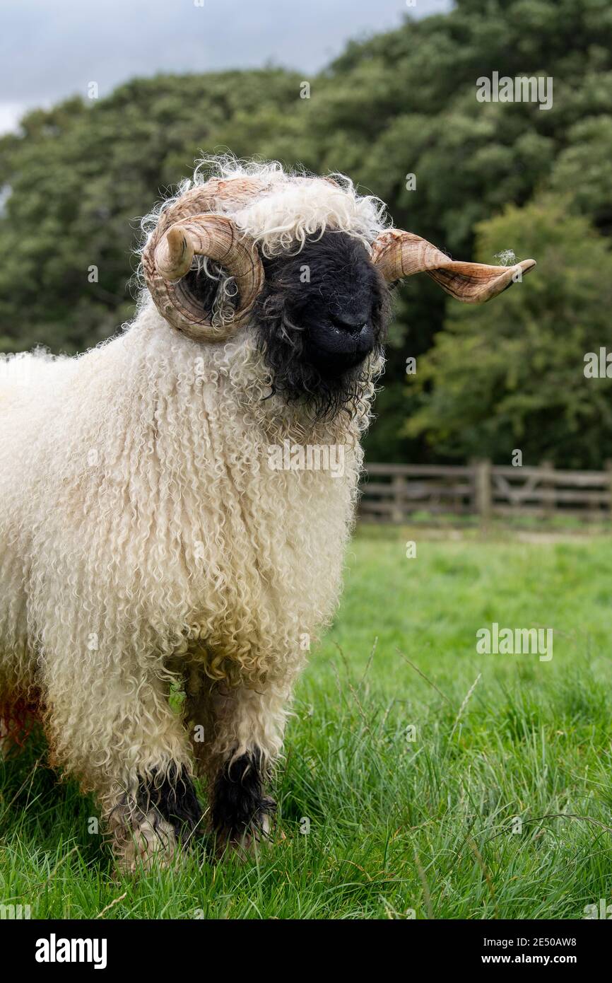 Valais Blacknose ram, a mountain breed from Switzerland imported into ...