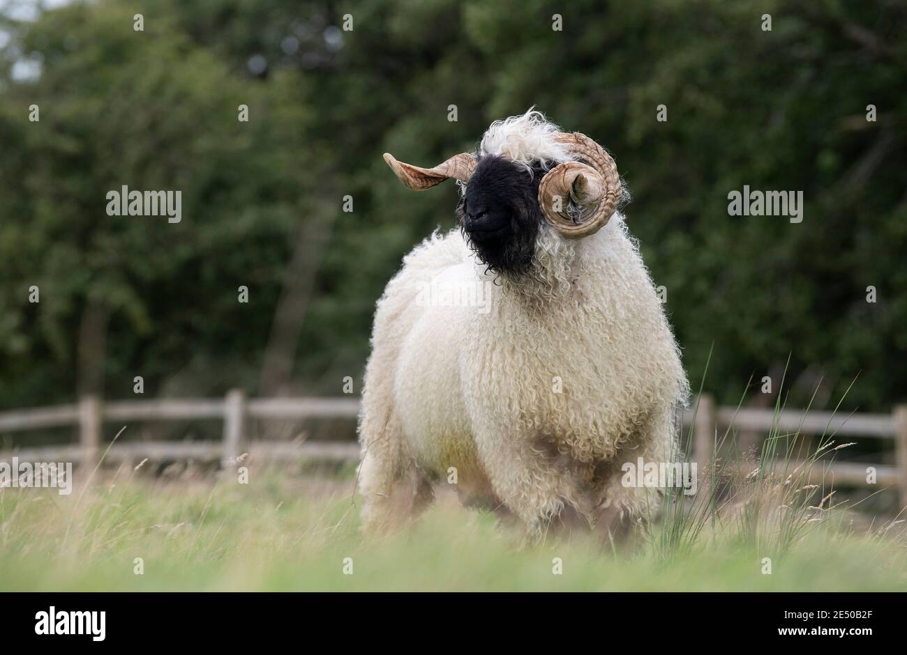Switzerland Rams Swiss valais ram hi-res stock photography and images - Alamy