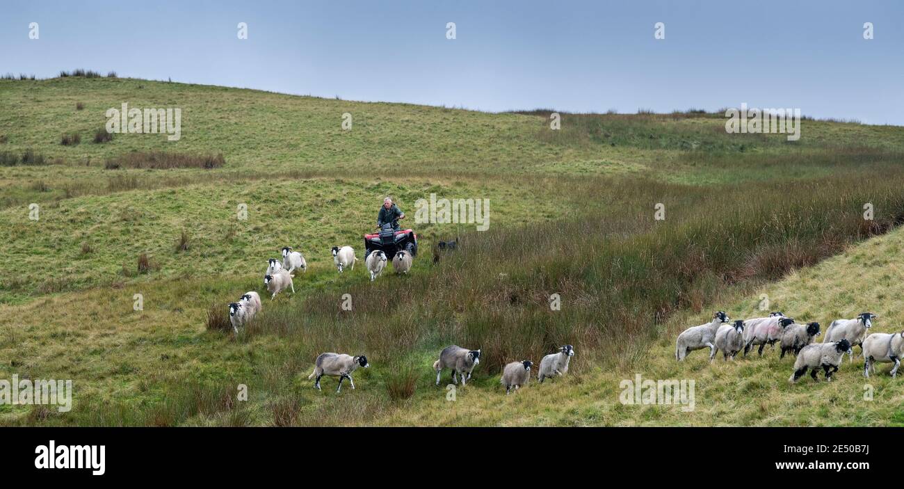 Gathering sheep off the Howgill Fells in Cumbria, part of the 'Western Dales' in the Yorkshire Dales National Park, UK. Stock Photo