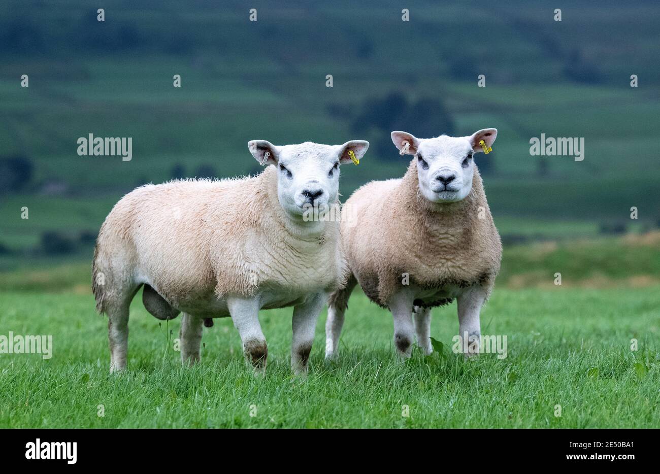 Texel ram lambs in a lush pasture, North Yorkshire, UK Stock Photo Alamy Texel ram lambs in a lush pasture, North Yorkshire, UK Stock Photo Alamy
