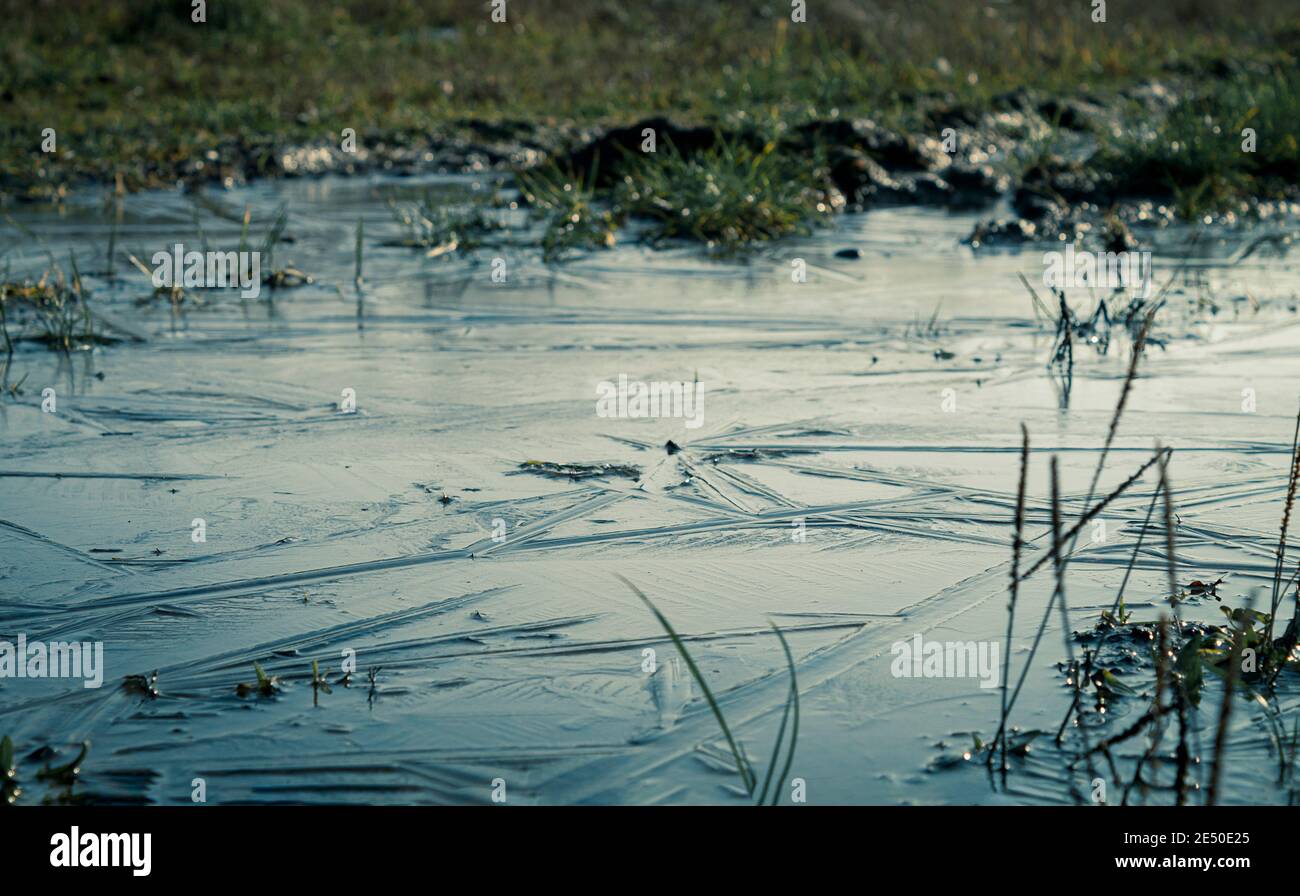 The puddle and swamp are covered with ice. Ice and frost bound the Swamp and mud. Landscape in a snowy forest. Swampy area during winter and frost Stock Photo