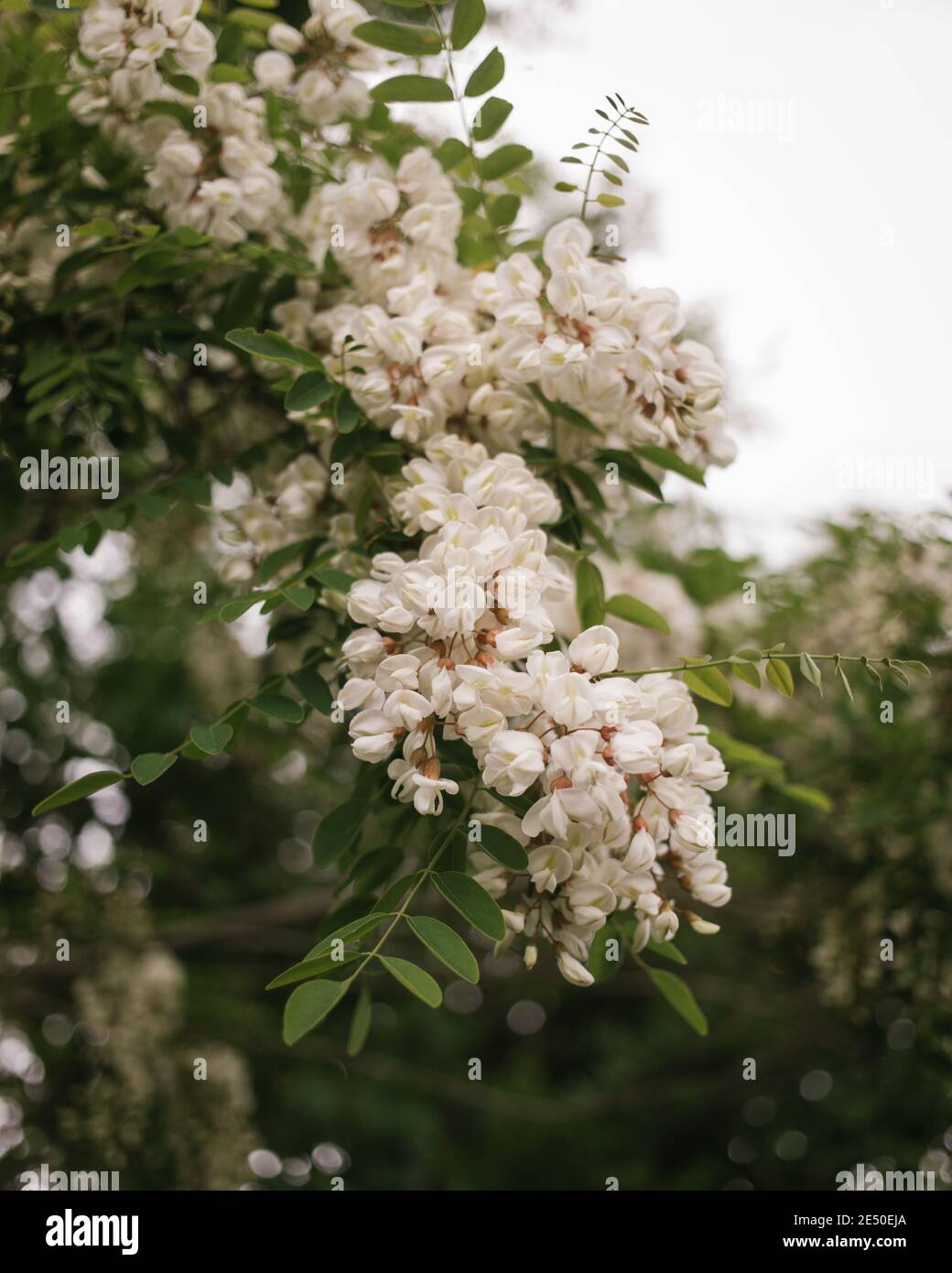 Close Up of White Flowers Hanging from a Tree with Shallow Depth of Field, Nahant, Massachusetts, USA Stock Photo