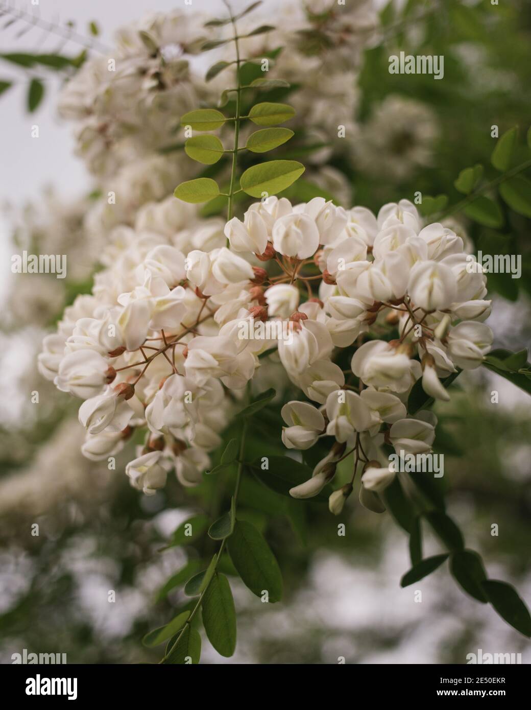 Close Up of White Flowers Hanging from a Tree with Shallow Depth of Field, Nahant, Massachusetts, USA Stock Photo