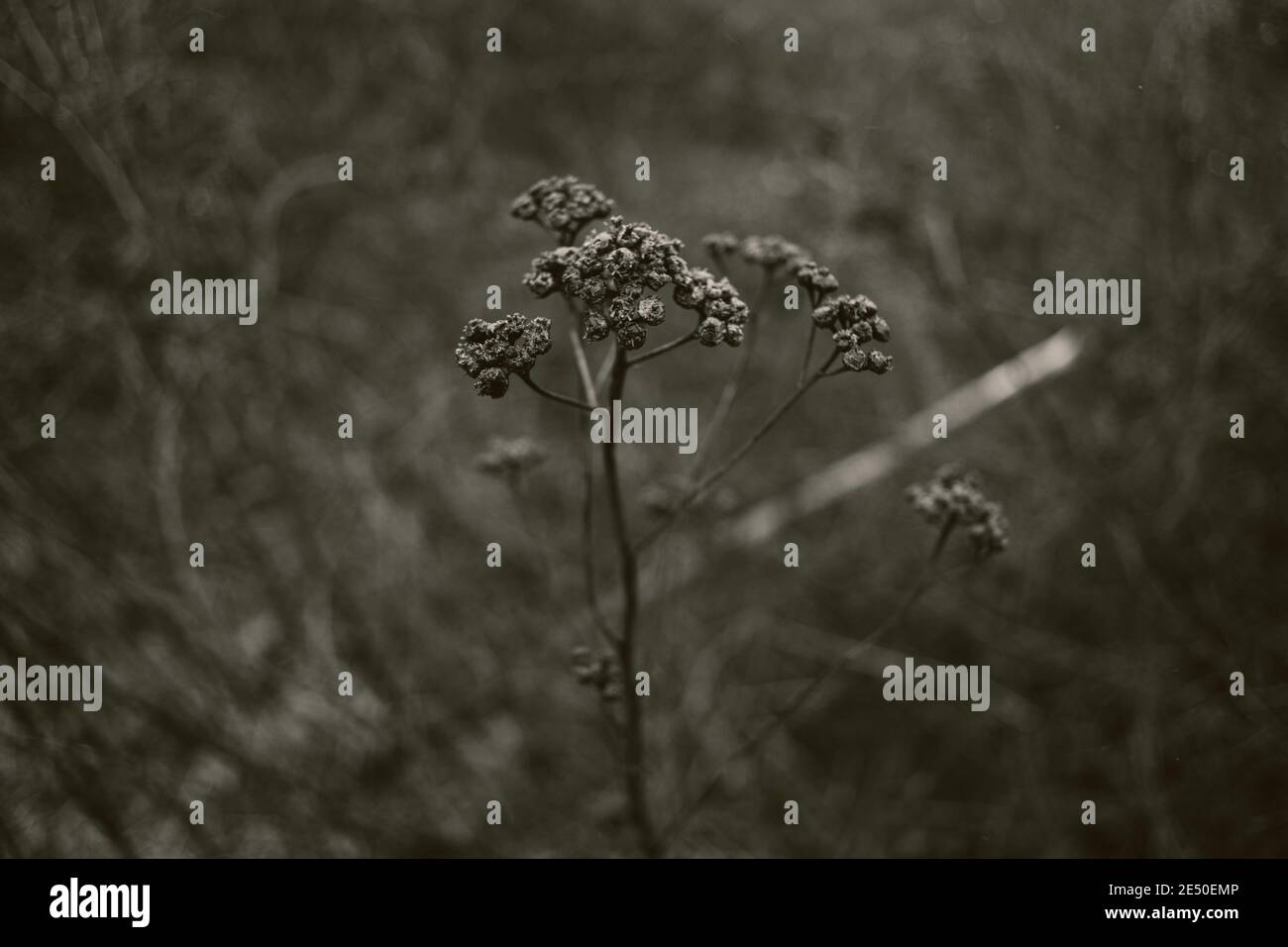 Black and white flower field hi-res stock photography and images - Alamy