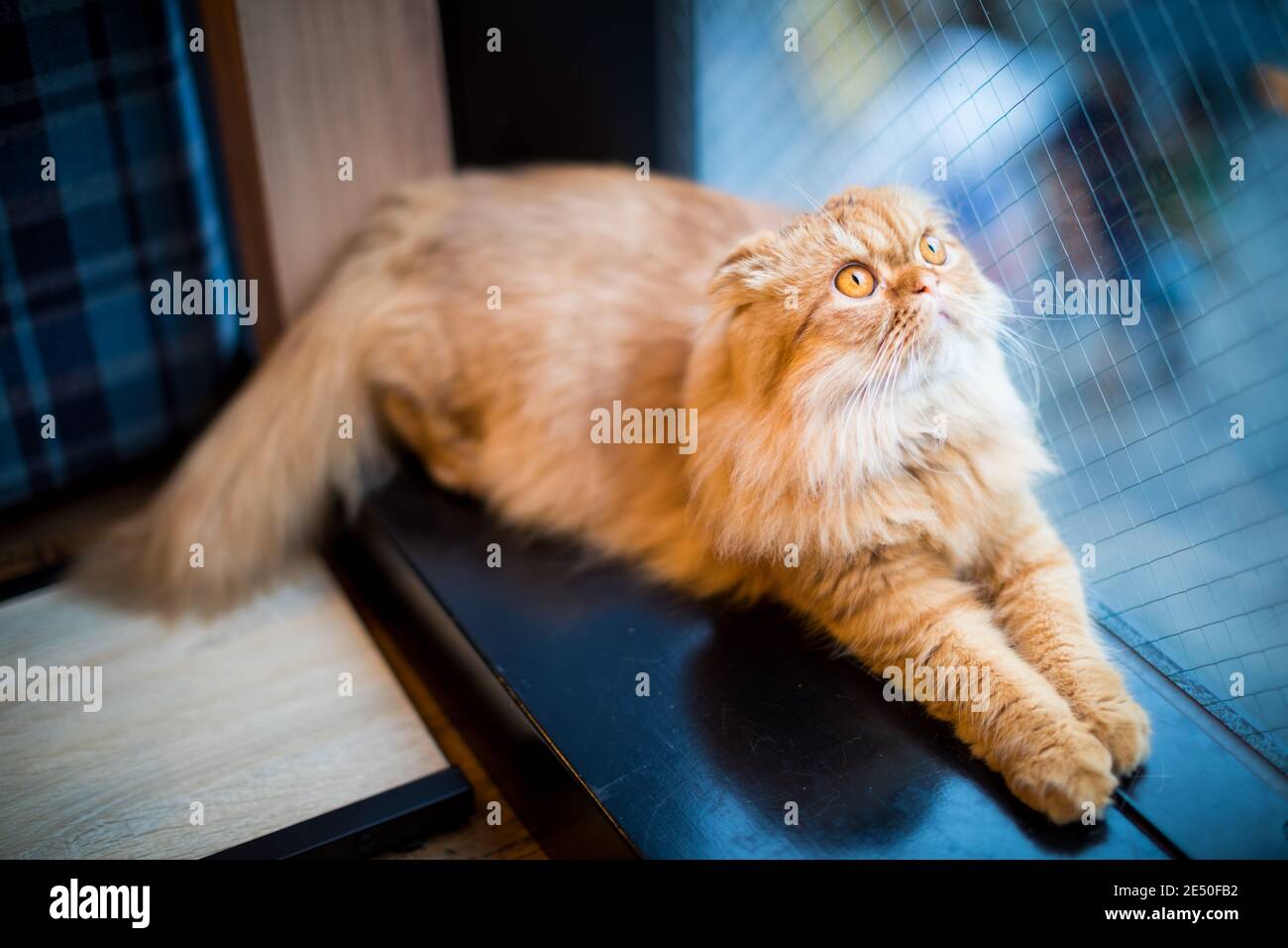 Close up of a ginger furry cat with ginger eyes sitting on a shelf close to a window and looking up Stock Photo
