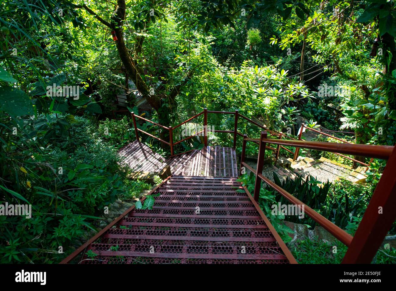 Rustic Stairs with Steep Steps on Walking Trail To Wairoa Stream Stock  Photo - Image of north, steep: 130157154