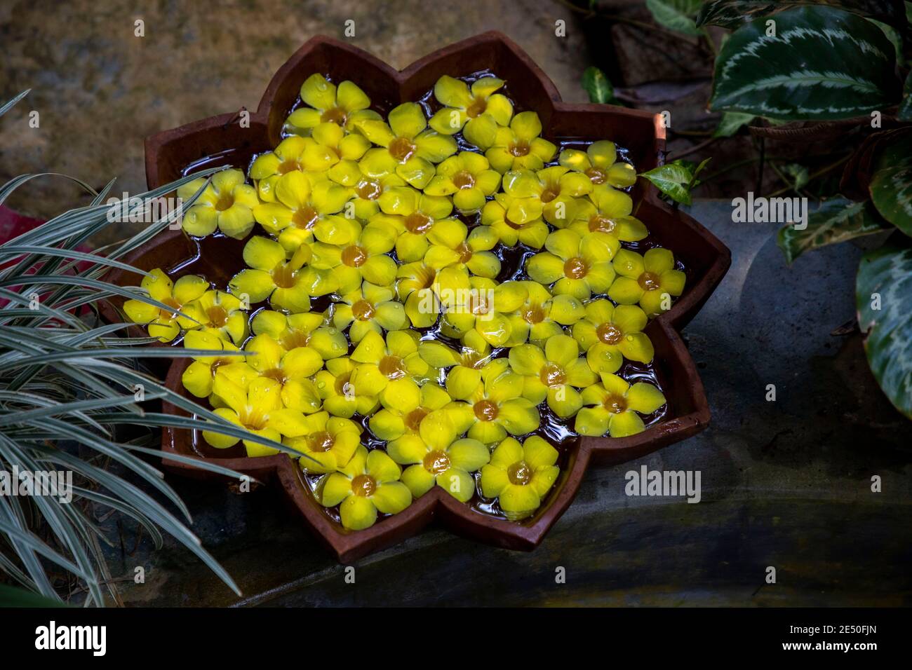 Bowl of floating frangipani flowers in front of a resort in Sylhet. Bangladesh Stock Photo