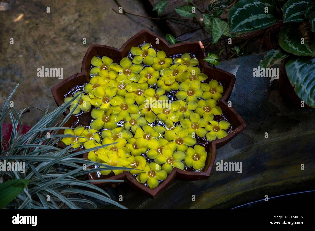 Bowl of floating frangipani flowers in front of a resort in Sylhet. Bangladesh Stock Photo