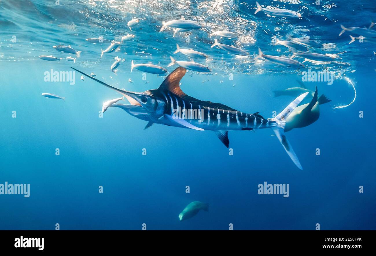 striped marlin, Kajikia audax, near threatened, feeding on sardines, Baja California, Mexico, Pacific Ocean Stock Photo