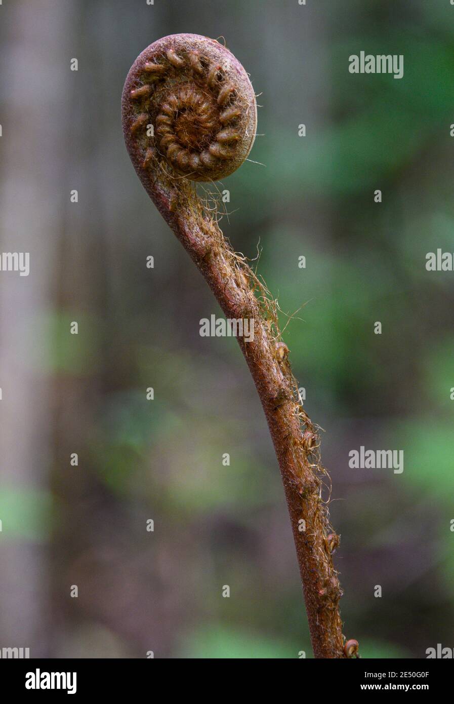young coiled leaves of the wood fern Stock Photo