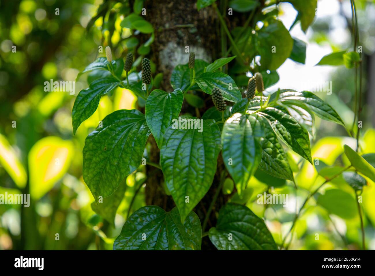 Black pepper, piper nigrum, plants growing in plantation in Sylhet, Bangladesh Stock Photo