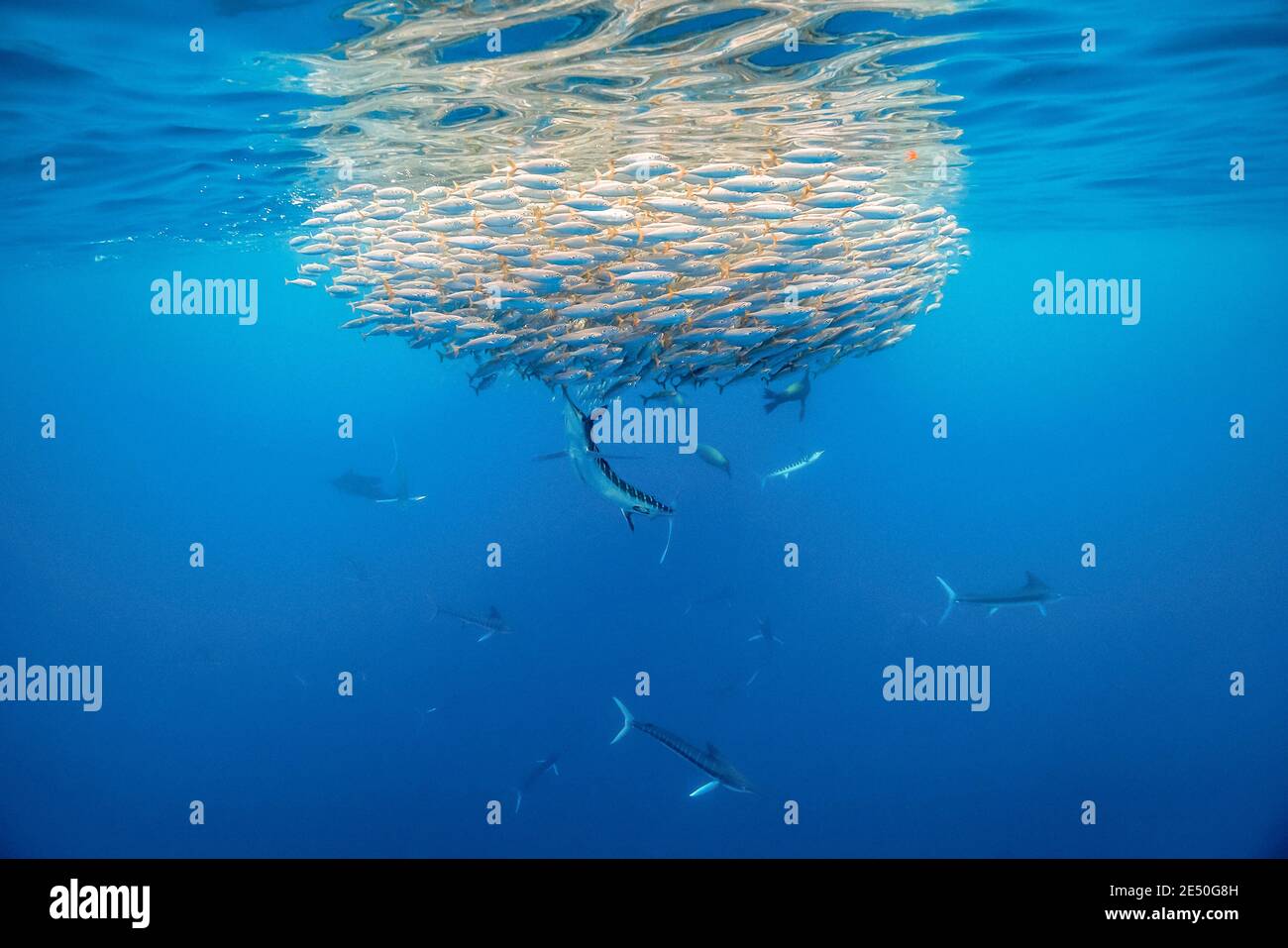 Mackerel bait hi-res stock photography and images - Alamy