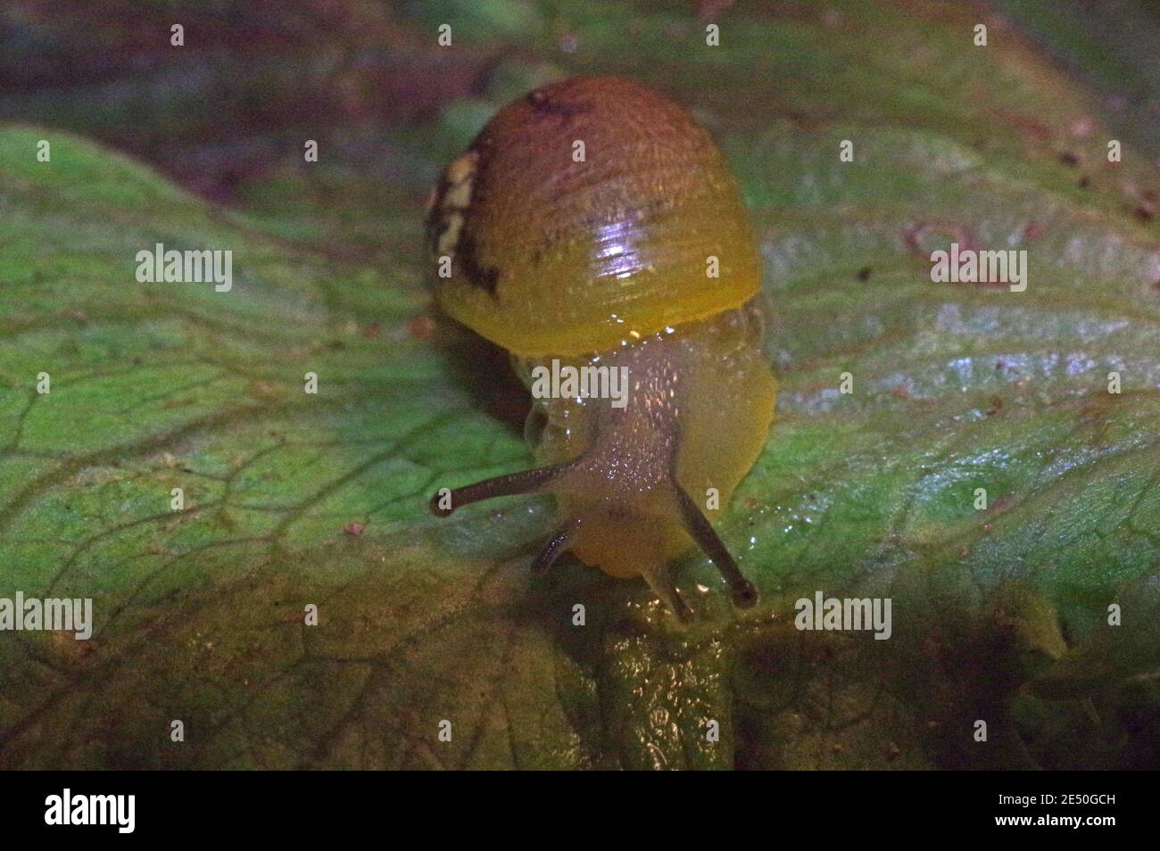 Little slug close-up on the leaf Stock Photo