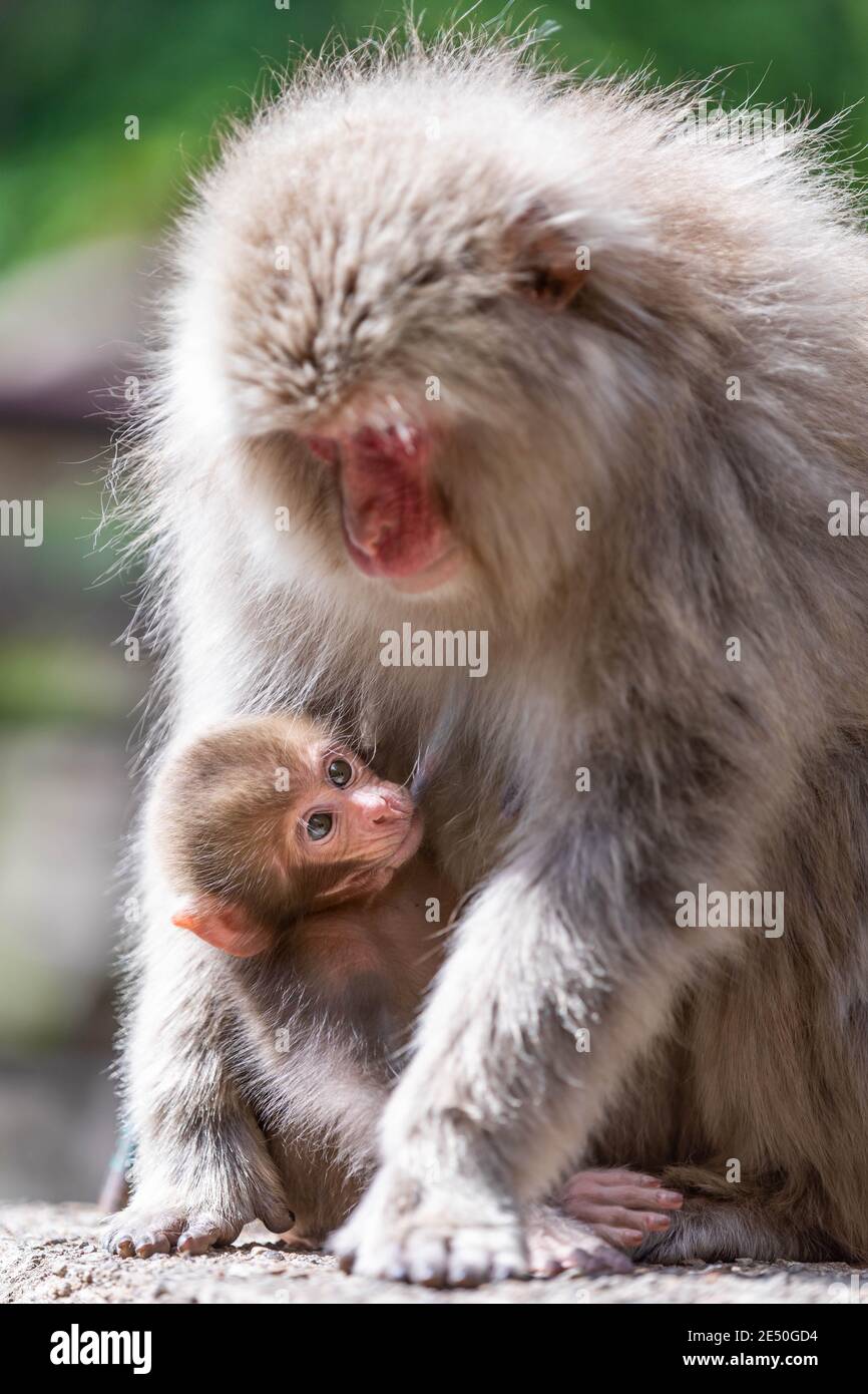 Close up of an adult female japanese macaque feeding her suckling baby at the breast against a bokeh background Stock Photo