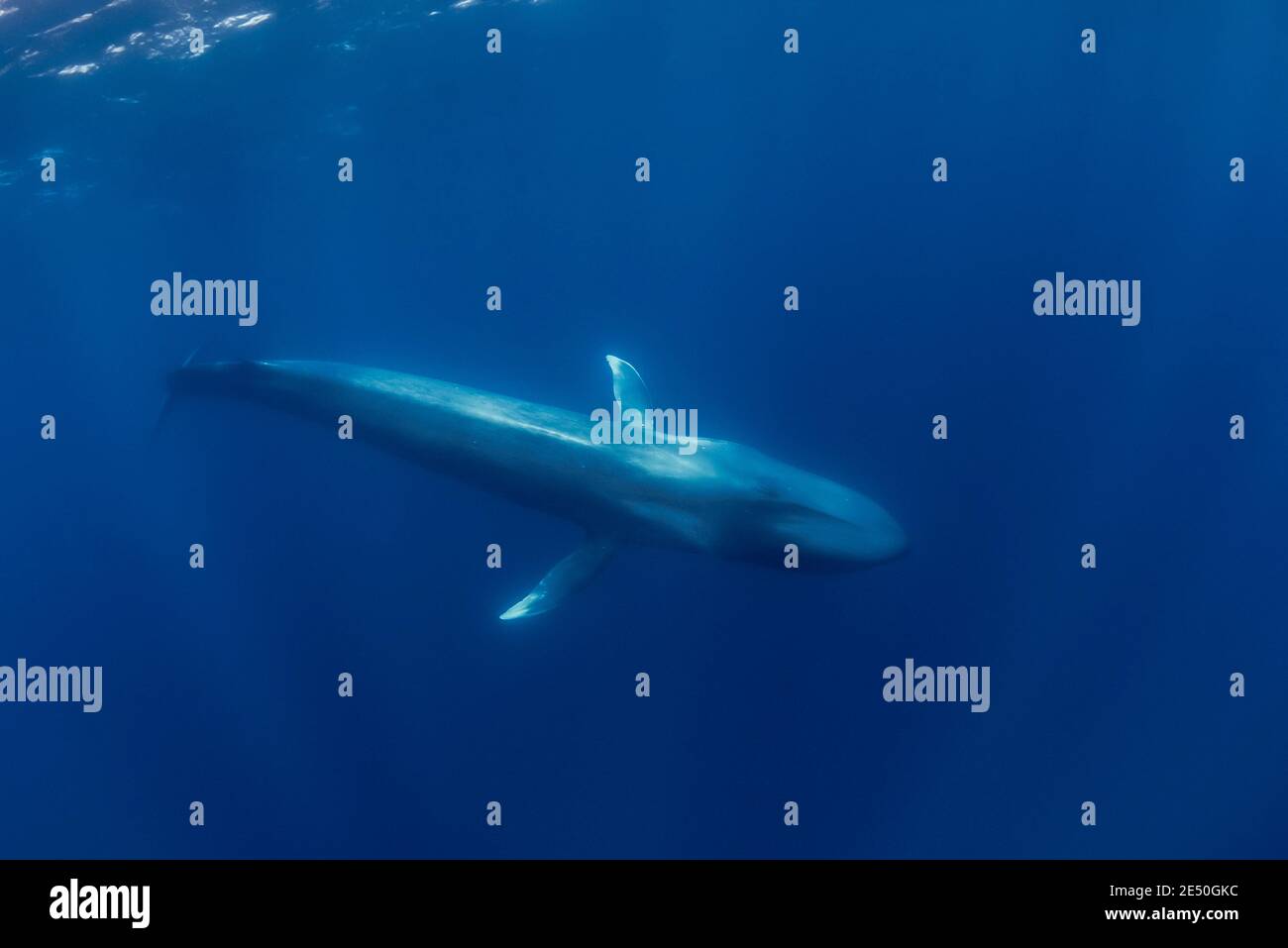 blue whale, Balaenoptera musculus, endangered species, Pico Island, Azores, Portugal, Atlantic Ocean Stock Photo