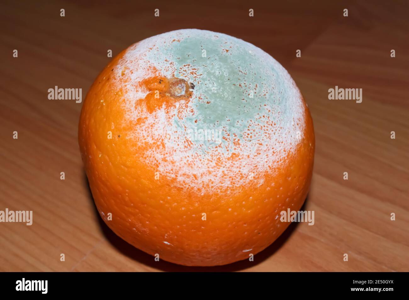 Moldy Orange Hi Res Stock Photography And Images Alamy