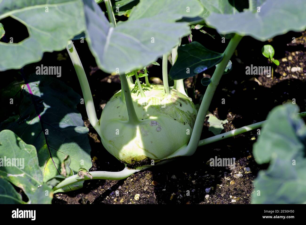 White Turnip cabbage in the vegetable patch, Brassica oleracea, Bavaria, Germany, Europe Stock Photo
