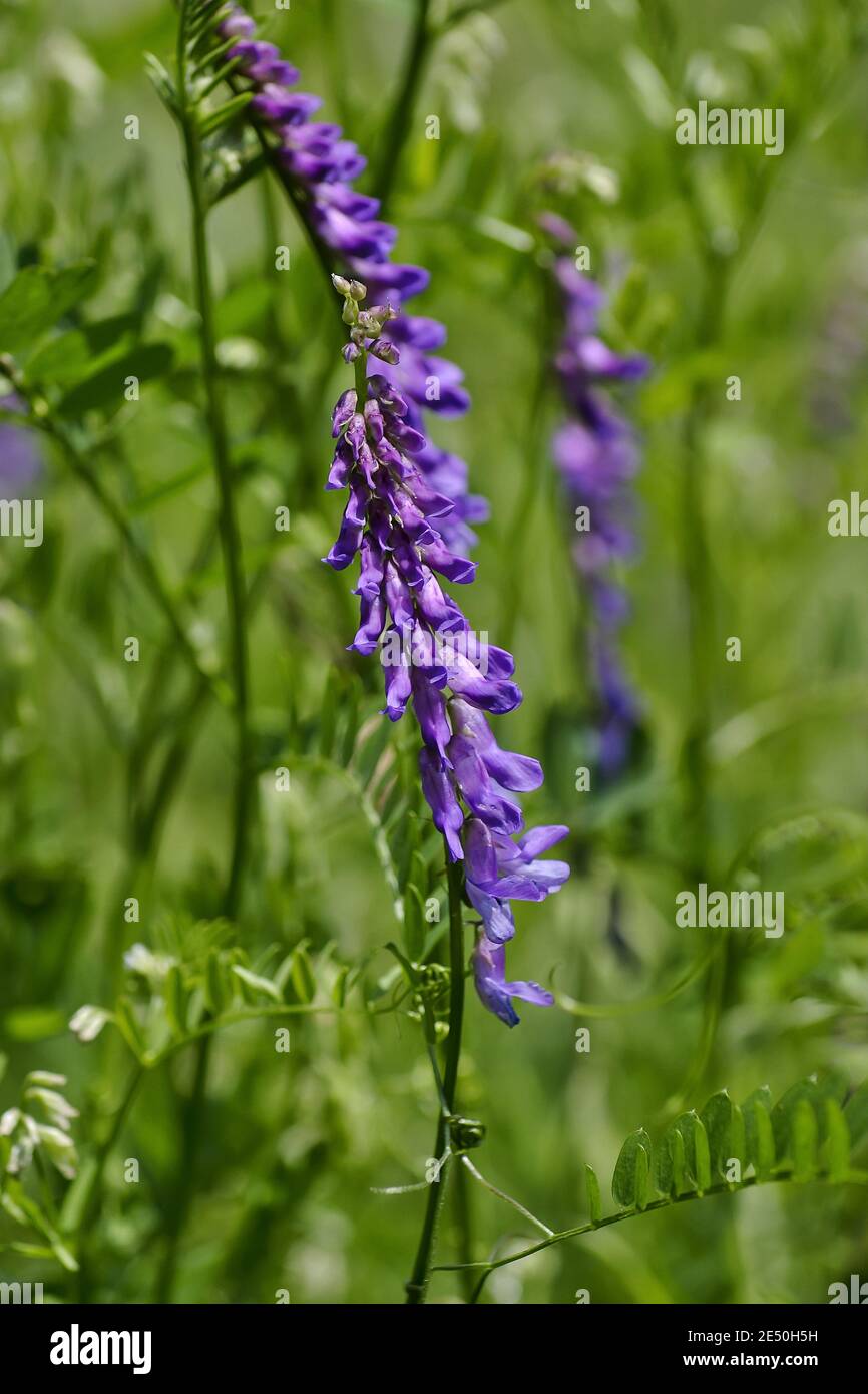 Flowers of a downy vetch in summer, fodder fetch, shaggy fetch, hasiry fetch - Vicia villosa - free growing on a meadow, Bavaria, Germany Stock Photo