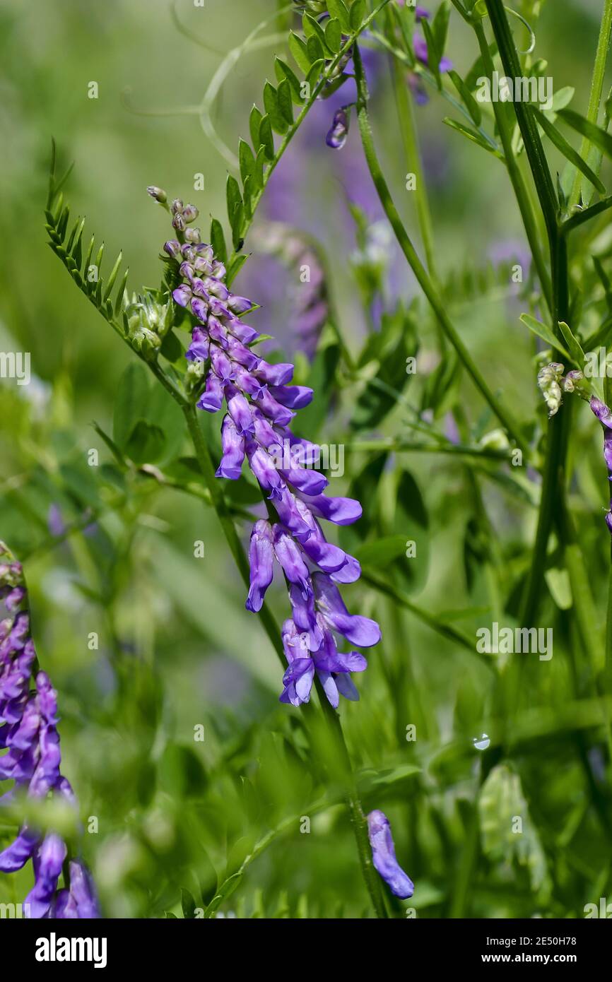 Flowers of a downy vetch in summer, fodder fetch, shaggy fetch, hasiry fetch - Vicia villosa - free growing on a meadow, Bavaria, Germany Stock Photo