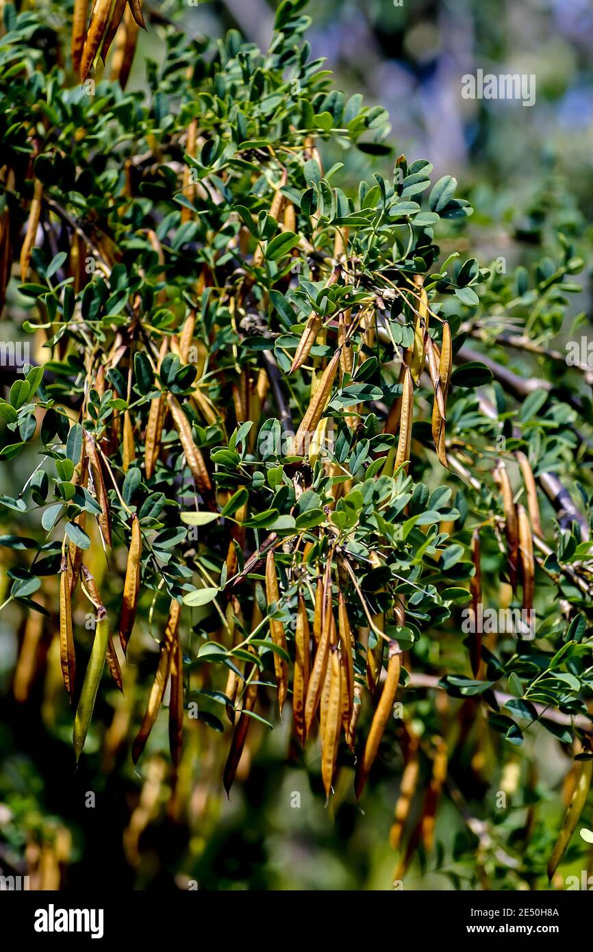 Fruits of the common peashrub in summer, Siberian peashrub, Caragana arborescens, Bavaria, Germany Stock Photo