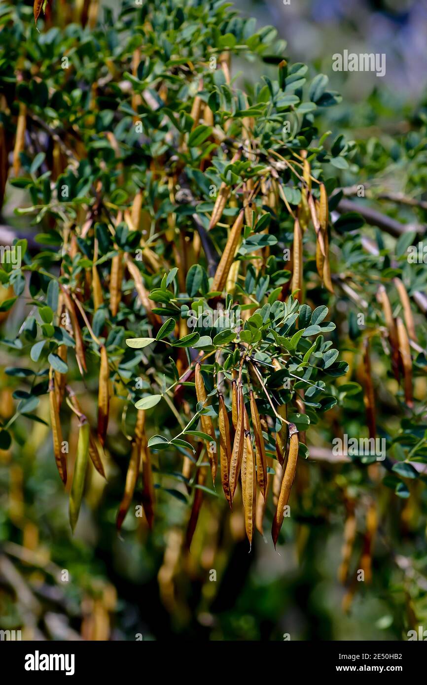 Fruits of the common peashrub in summer, Siberian peashrub, Caragana arborescens, Bavaria, Germany Stock Photo