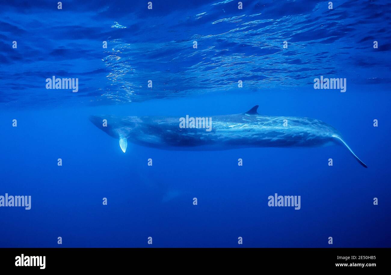 fin whale, Balaenoptera physalus, vulnerable species, Pico Island, Azores, Portugal, Atlantic Ocean Stock Photo