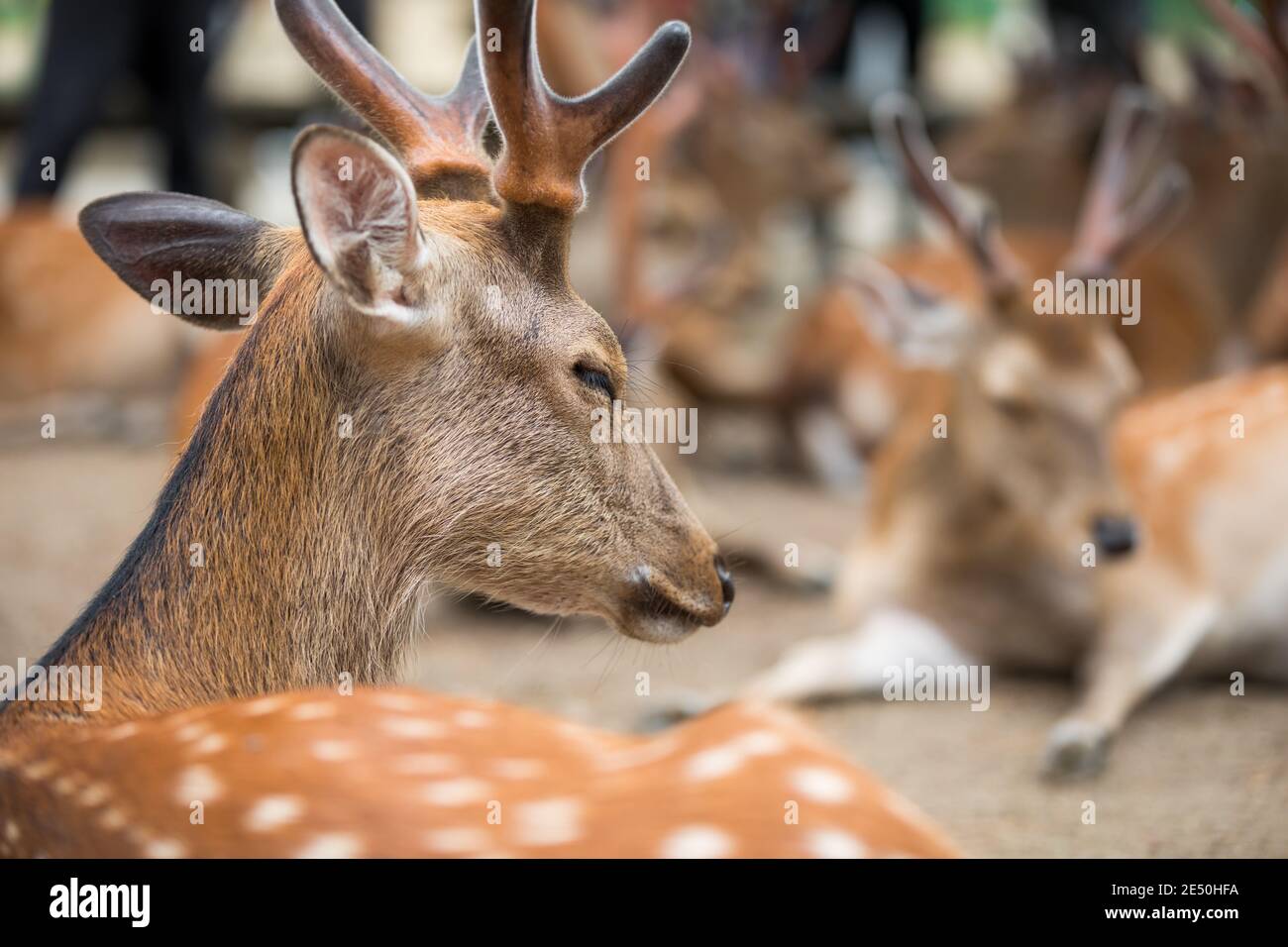 Close up of a wild male deer resting with its eyes closed, among other deers Stock Photo
