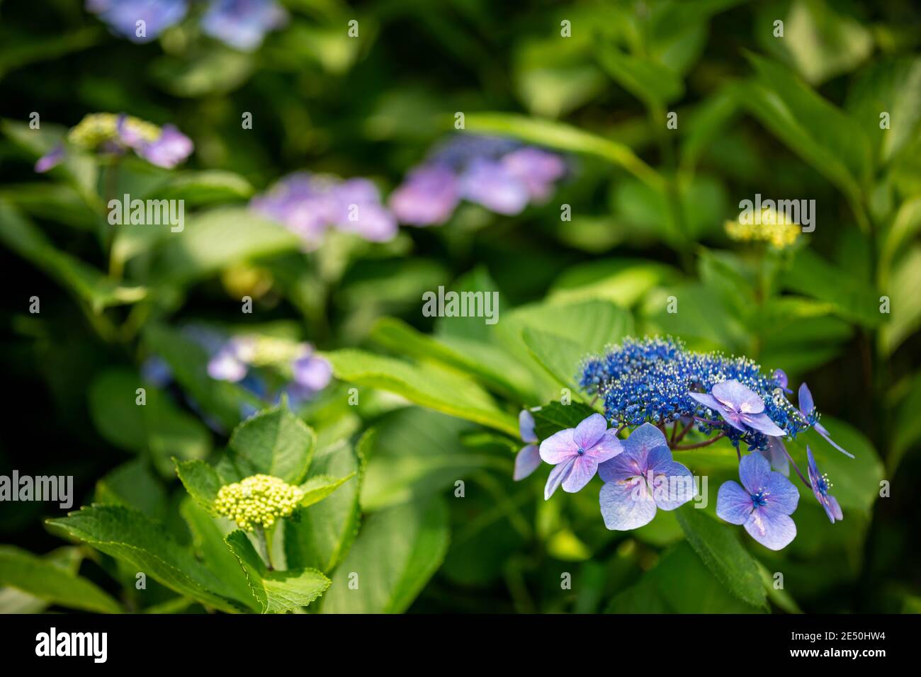 Close up of a purple hydrangea in bloom surrounded by green leaves Stock Photo