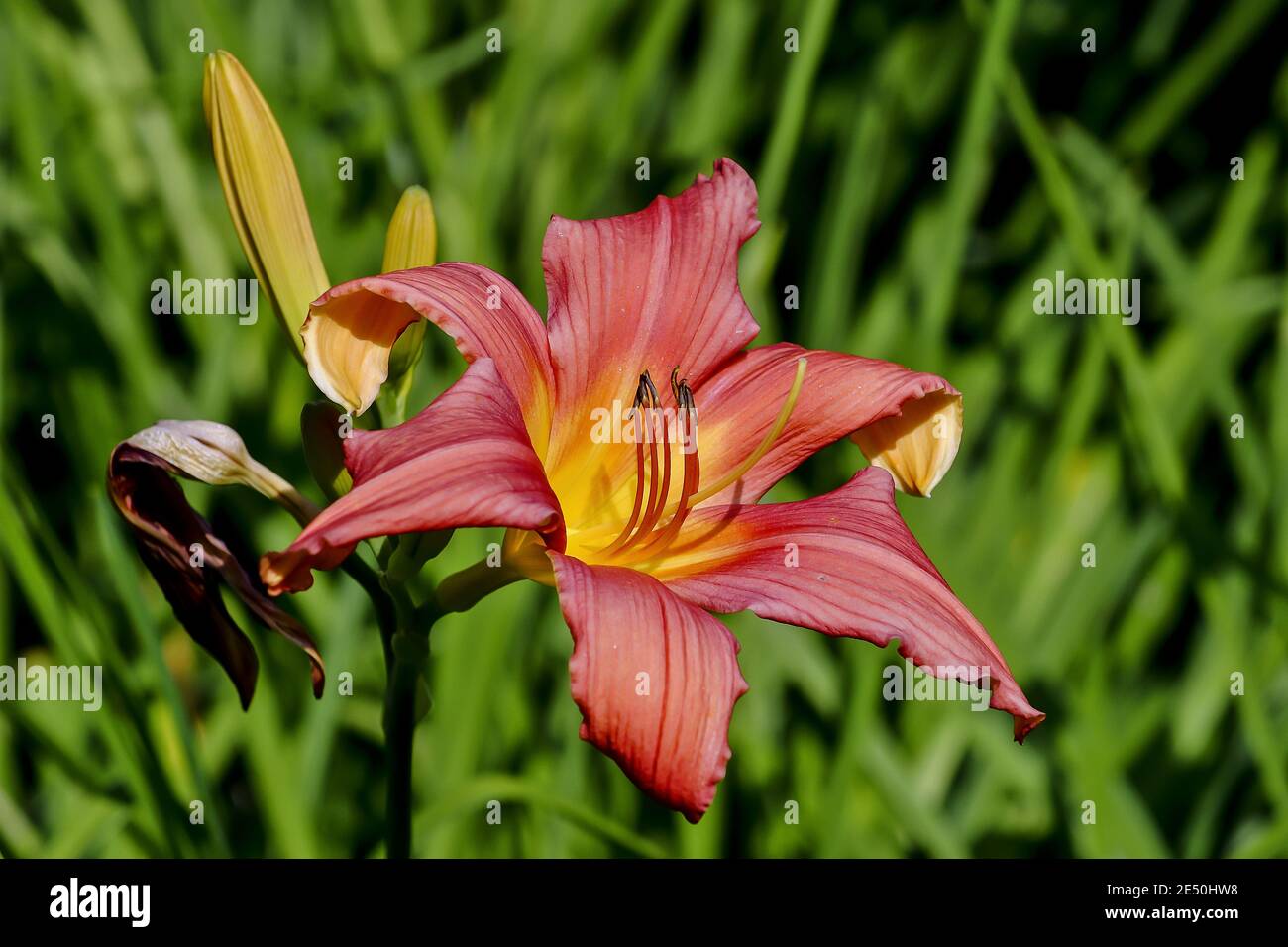Flower of daylily named Catherine Woodberry, Hemerocallis, Liliaceae, Bavaria, Germany Stock Photo