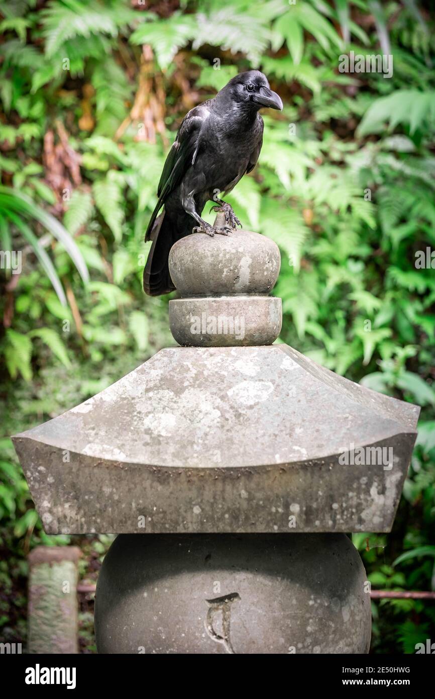 Close up of a black crow perched on the top of a japanese tombstone, against a wall covered with green ivy Stock Photo